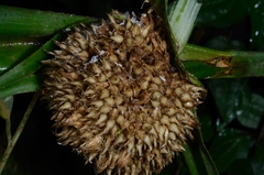 Mapania macrocephala