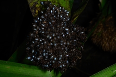Mapania macrocephala