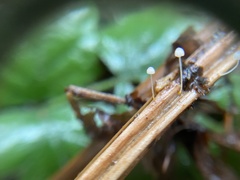 Mycena pterigena