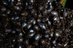 Mapania macrocephala