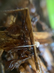 Mycena pterigena