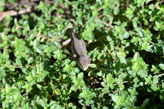 Takydromus tachydromoides