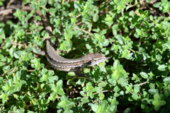 Takydromus tachydromoides