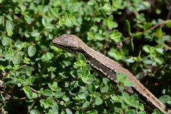 Takydromus tachydromoides