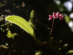Bulbophyllum japonicum