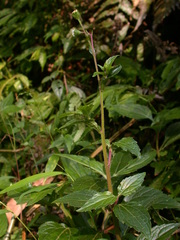 Adenostemma viscosum