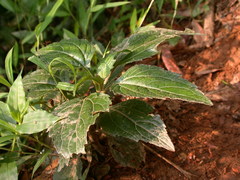 Adenostemma viscosum