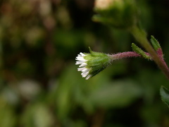 Adenostemma viscosum