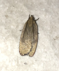 Phaeosaces coarctatella