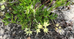 Xanthosia leiophylla