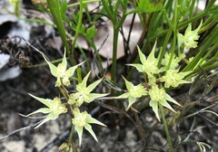 Xanthosia leiophylla