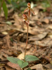 Eucosia cordata