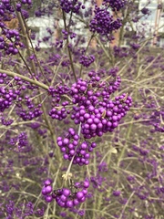 Callicarpa bodinieri