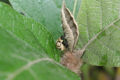 Platyphora fraterna