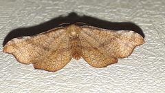 Morova subfasciata