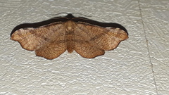 Morova subfasciata