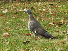 Columba palumbus