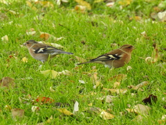 Fringilla coelebs