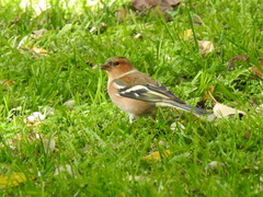 Fringilla coelebs