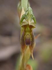 Pterostylis aciculiformis