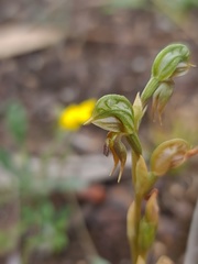 Pterostylis aciculiformis