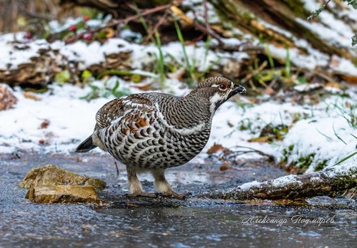 Hazel Grouse, Краснокамский р-н, Респ. Башкортостан, Россия, photo 7 of 10
