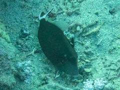 Sufflamen albicaudatum