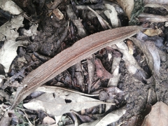 Chlamydephorus