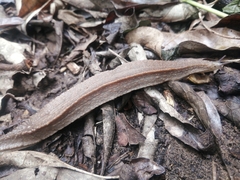Chlamydephorus