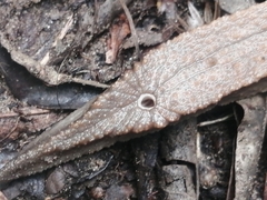 Chlamydephorus