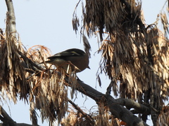 Fringilla coelebs