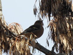 Fringilla coelebs