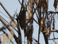 Fringilla coelebs