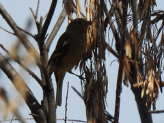 Fringilla coelebs