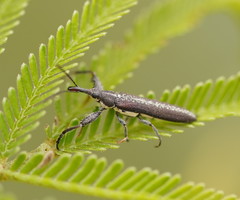Rhinotia sparsa