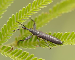 Rhinotia sparsa