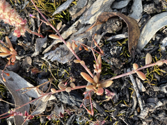 Calandrinia corrigioloides
