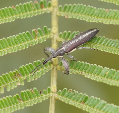 Rhinotia sparsa