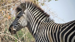 Equus quagga crawshayi