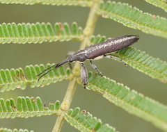 Rhinotia sparsa