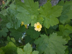 Modiolastrum malvifolium