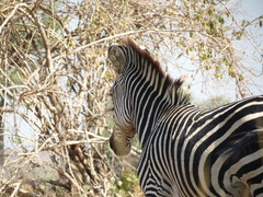 Equus quagga crawshayi