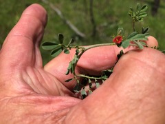 Indigofera linnaei