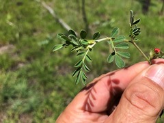 Indigofera linnaei