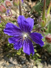 Geranium gymnocaulon