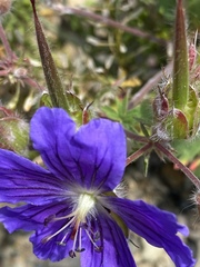 Geranium gymnocaulon