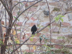 Turdus merula