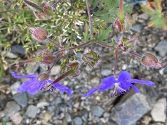 Geranium gymnocaulon