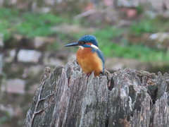 Alcedo atthis