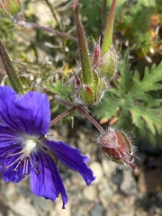 Geranium gymnocaulon